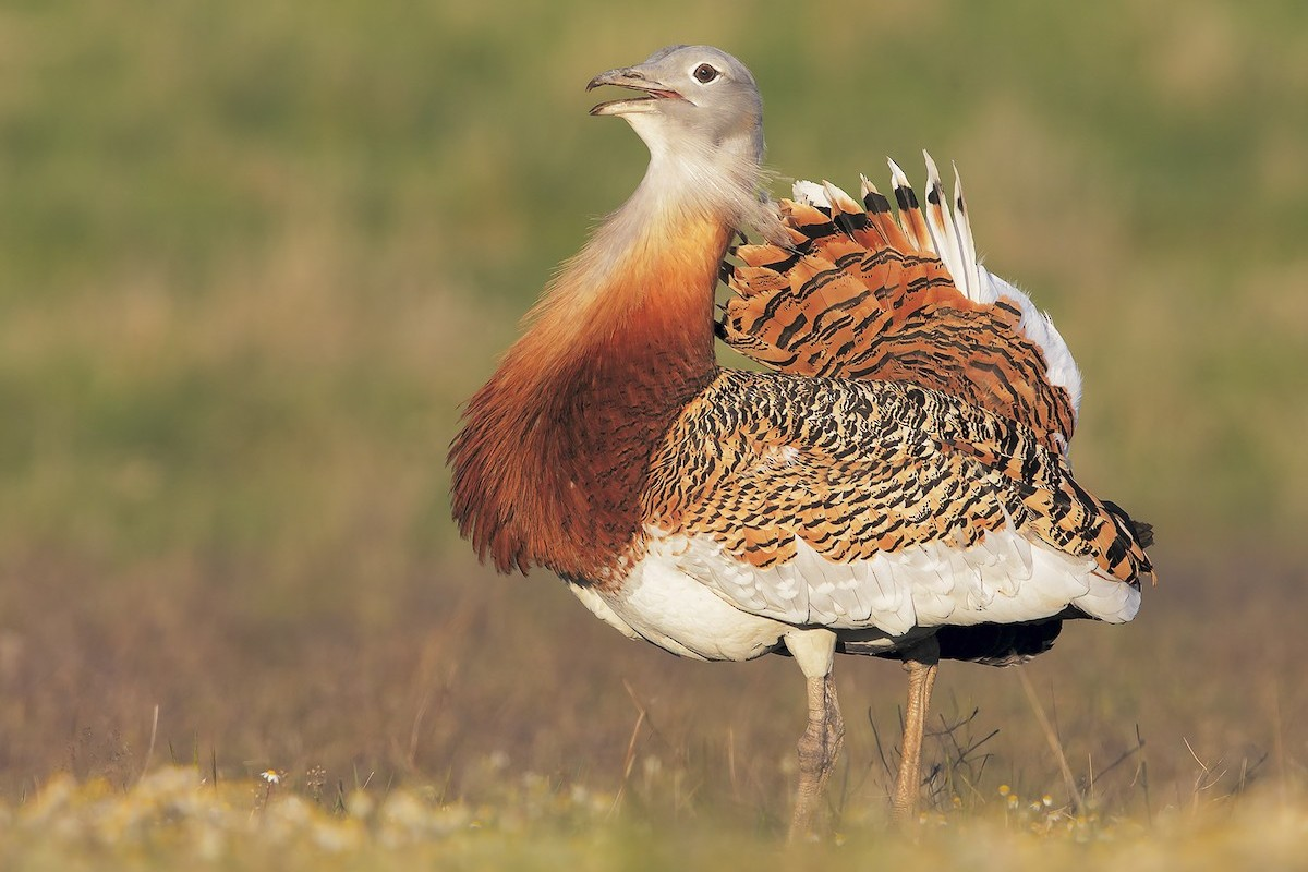 Dropia în România: Revenirea Unei Păsări Rare